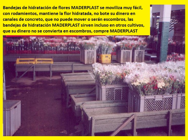 hidratación de flores cortadas poncheras bandejas cajas canaletas hidratar flores cosechas postcosecha hidratadas hidratar en canecas bandejas plásticas maderplast canales aspersión posetas 005 hidratación de flores cortadas poncheras bandejas cajas canaletas hidratar flores cosechas postcosecha hidratadas hidratar en canecas bandejas plásticas hidratación de flores cortadas poncheras bandejas cajas canaletas hidratar flores cosechas postcosecha hidratadas hidratar en canecas bandejas plásticas maderplast canales aspersión posetas 005 maderplast canales aspersión posetas 005